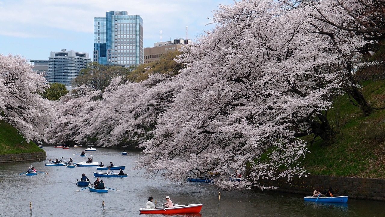 Kirsebærtræ i Tokyo