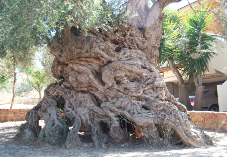 Verdens største oliventræ
