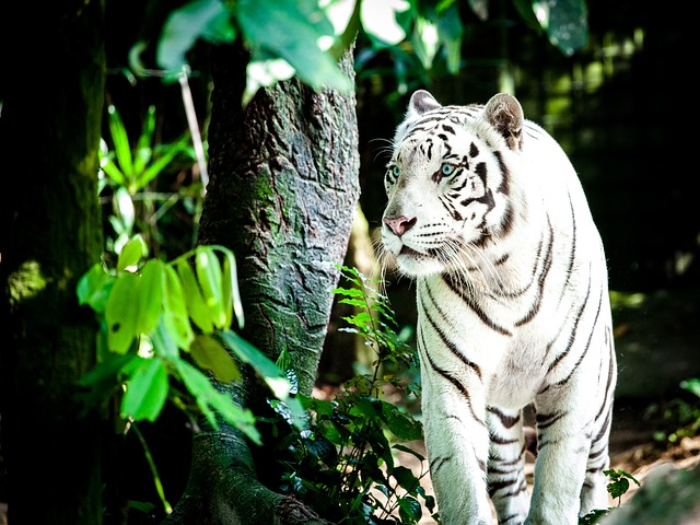  Singapore Zoo 