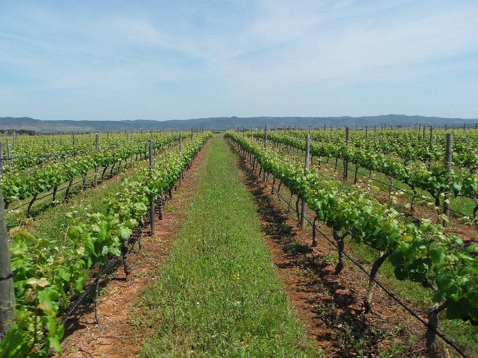 Vinrejse i Portugal - vinmark