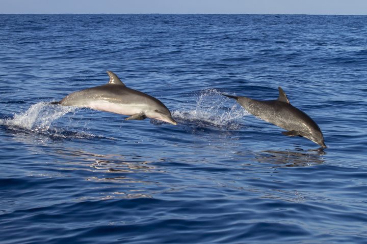 Se delfiner på bådferie i Madeira