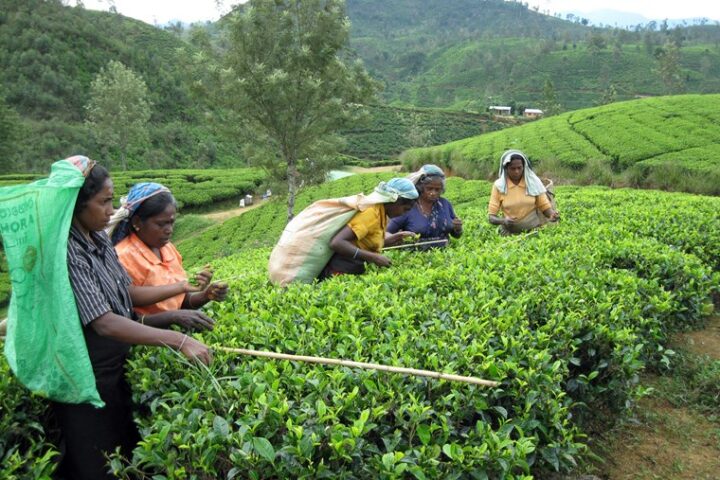 Te-plantager i Sri Lanka