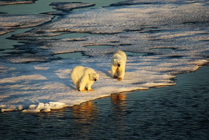 Isbjørne Grønland