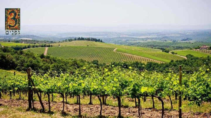 Udsigt over en af 3 Vine Winery's vinmarker