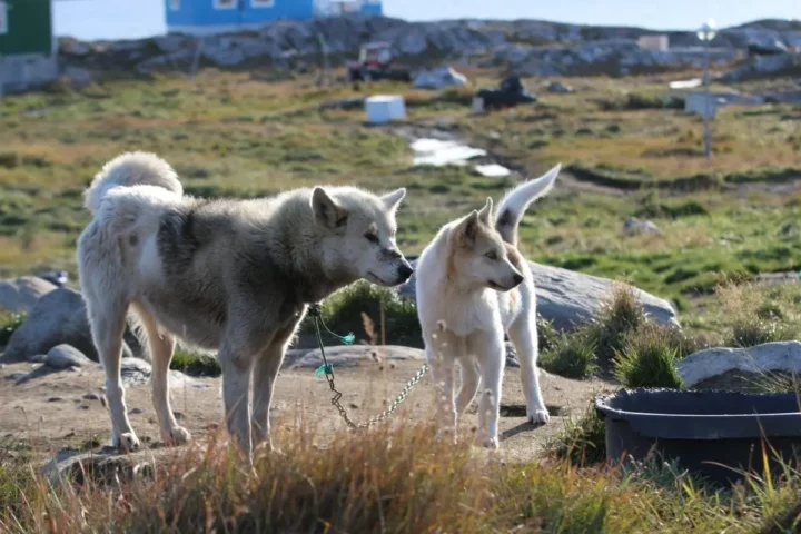 Den grønlandske slædehund