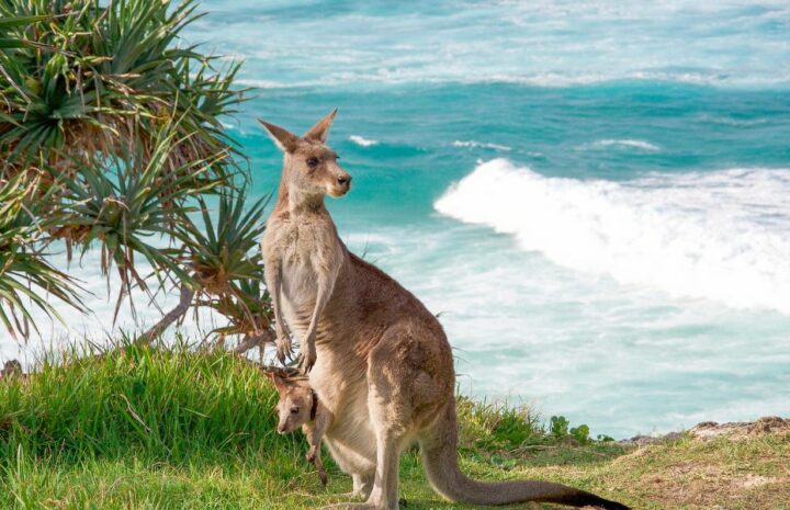 Kangaroo Islands