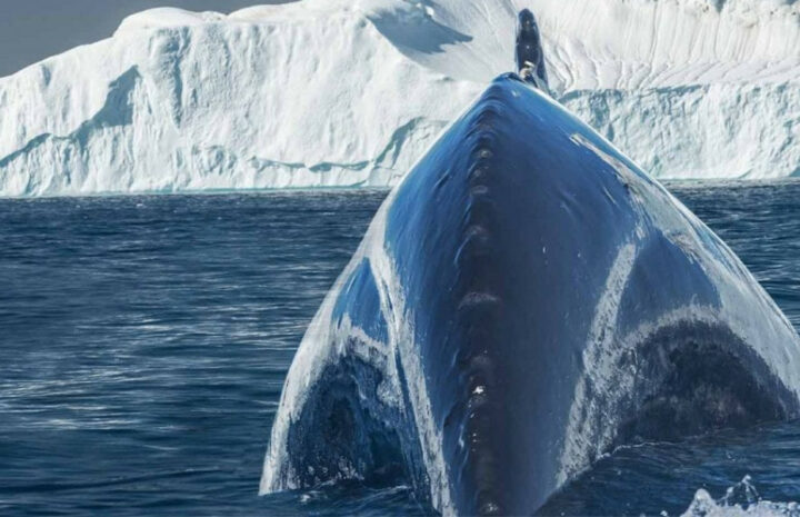 hval grønland