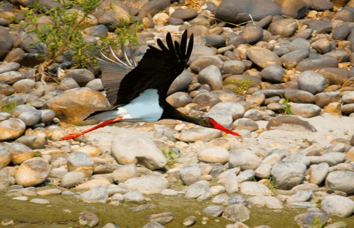 Fugle- og naturrejse i Indien