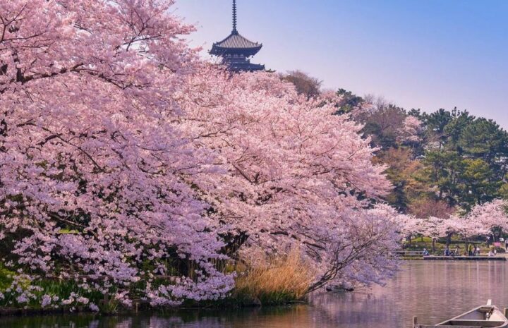 Udforsk Japan i blomst