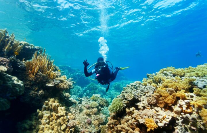 Snorkling og dykning Maldiverne