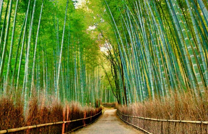 Kyoto bambusskov